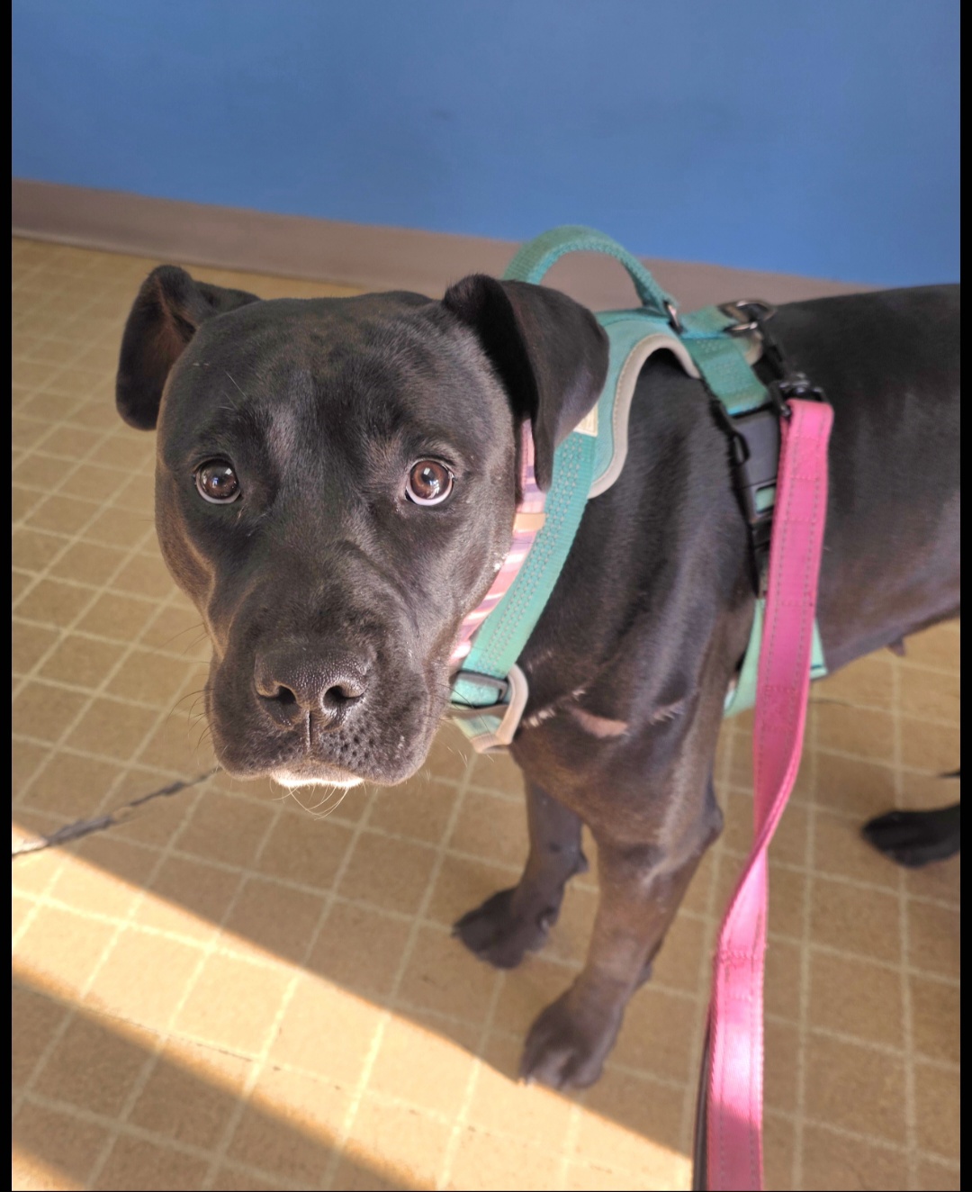 AMERICAN PIT BULL TERRIER, CANE CORSO